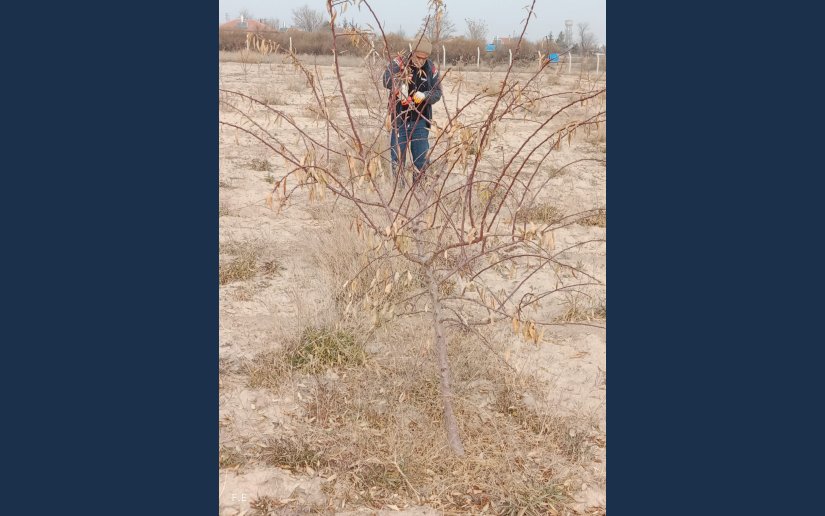 BADEM AĞAÇLARINDA BUDAMA SEZONU BAŞLADI 