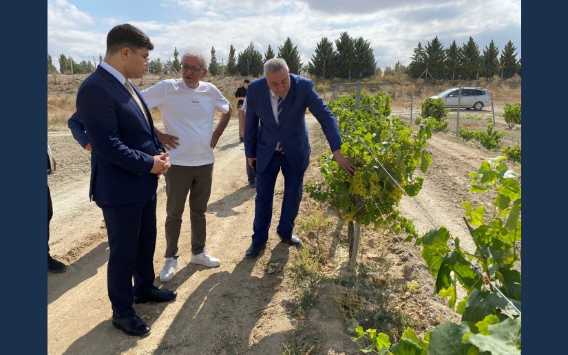 BELEDİYEMİZ ÜZÜM BAĞLARI VE MEYVE BAHÇELERİNDE’DE SON DURUM 